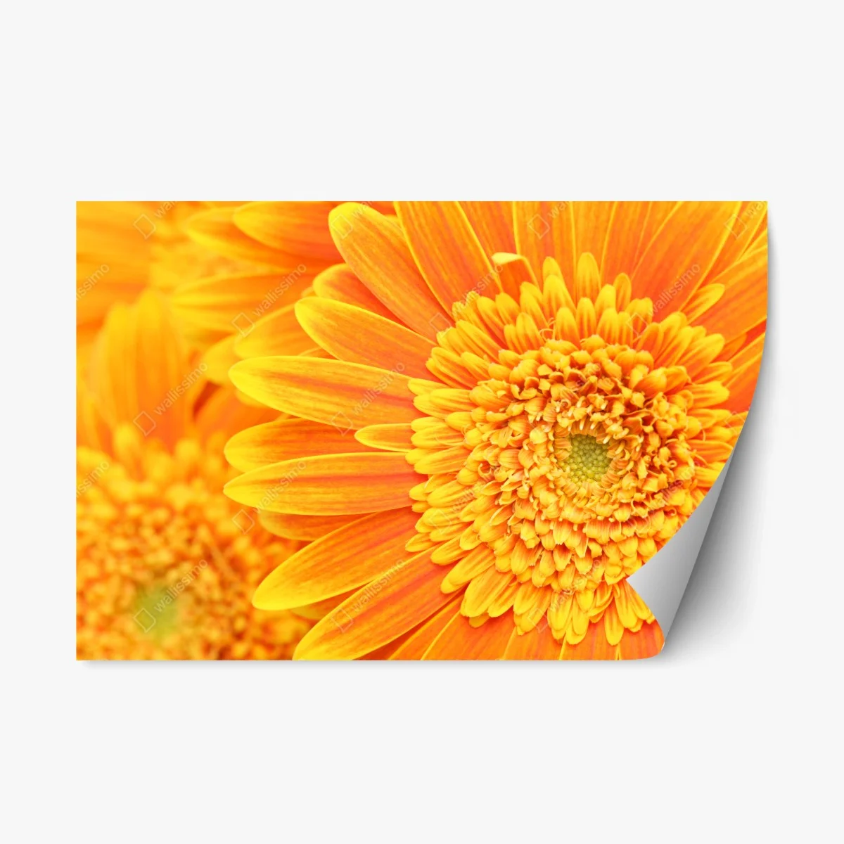 Repositionable sticker vibrant orange gerbera close-up • Wallissimo® Repositionable sticker vibrant orange gerbera close-up • Wallissimo®