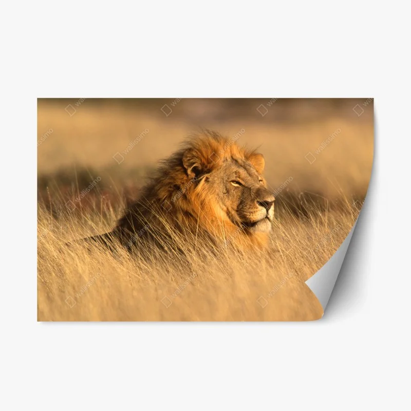 Repositionable sticker majestic male lion in tall grass