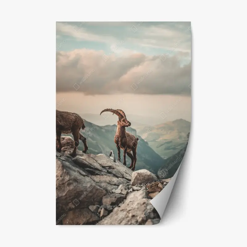 Repositionable sticker mountain ibex on a rocky ridge