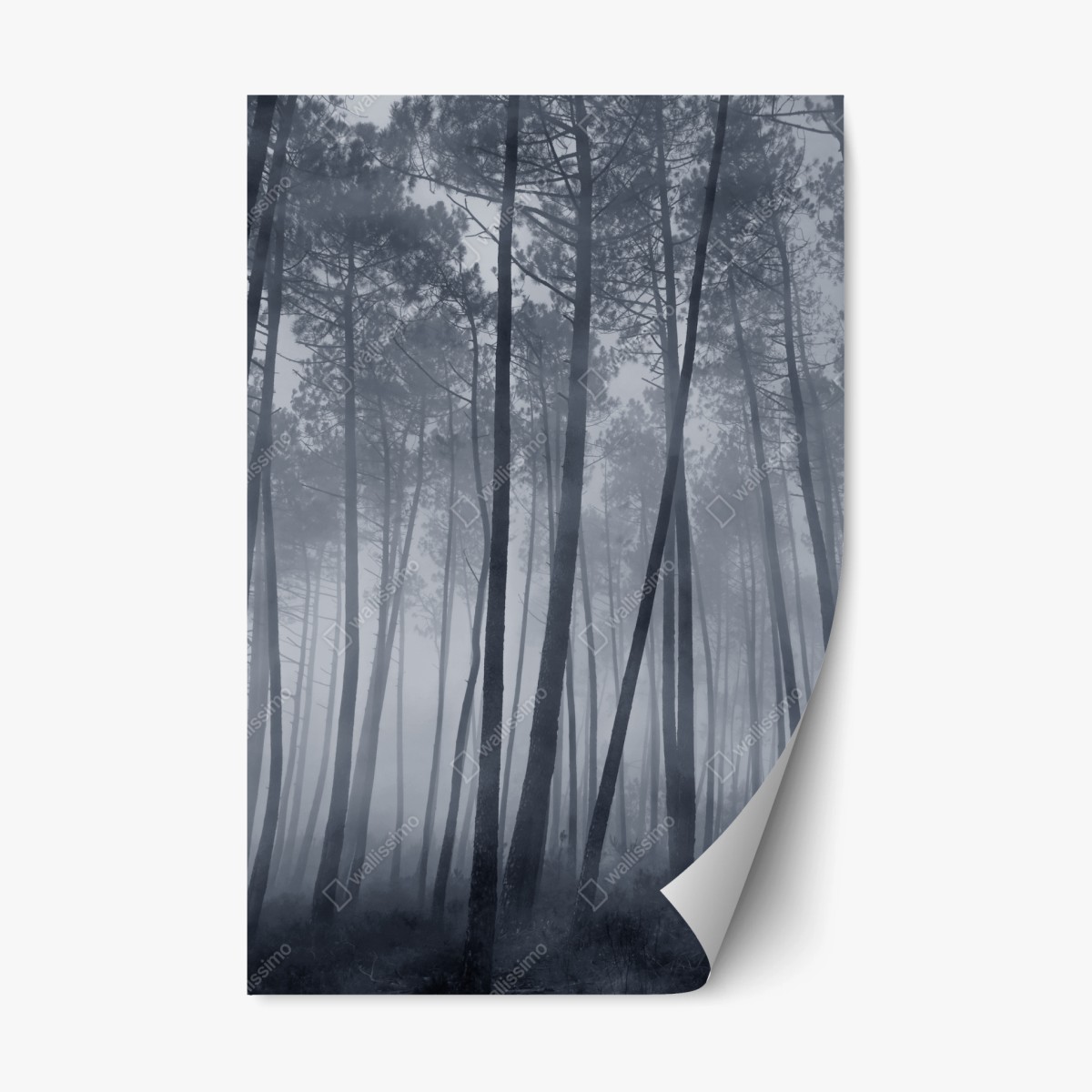 Repositionable sticker misty pine forest at night • Wallissimo®