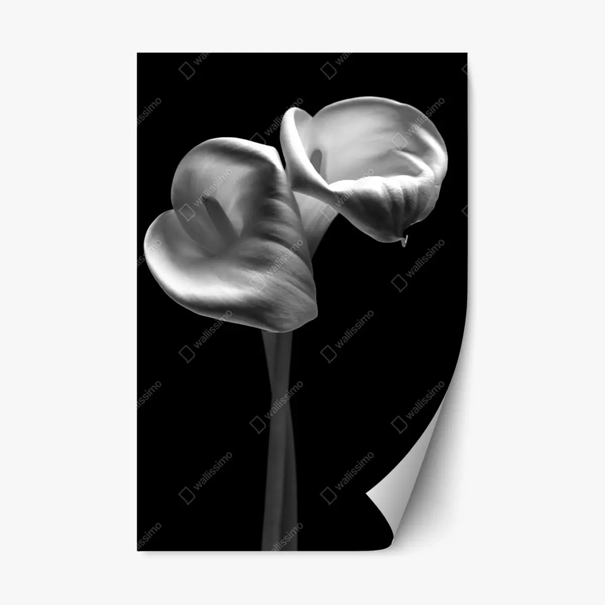 Repositionable sticker elegant calla lilies in monochrome ⁕ Wallissimo® Repositionable sticker elegant calla lilies in monochrome ⁕ Wallissimo®