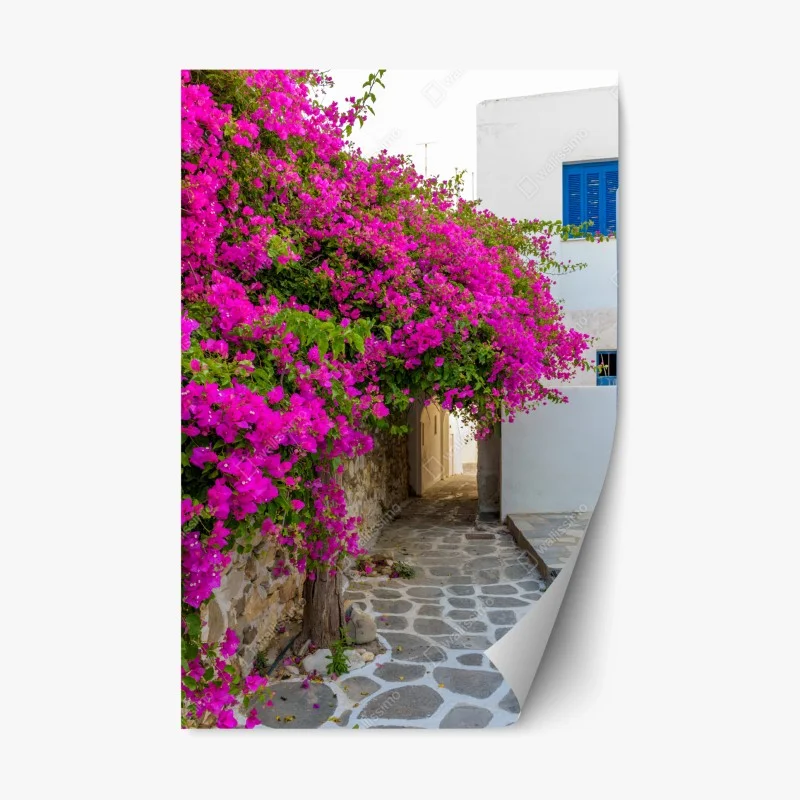 Repositionable sticker blooming bougainvillea in Naousa alley