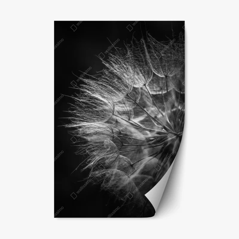 Repositionable sticker delicate dandelion seed head in monochrome