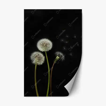 Repositionable sticker delicate dandelion seed heads on black background • Wallissimo®