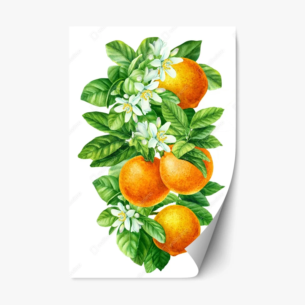 Repositionable sticker citrus blossoms and ripe oranges • Wallissimo® Repositionable sticker citrus blossoms and ripe oranges • Wallissimo®
