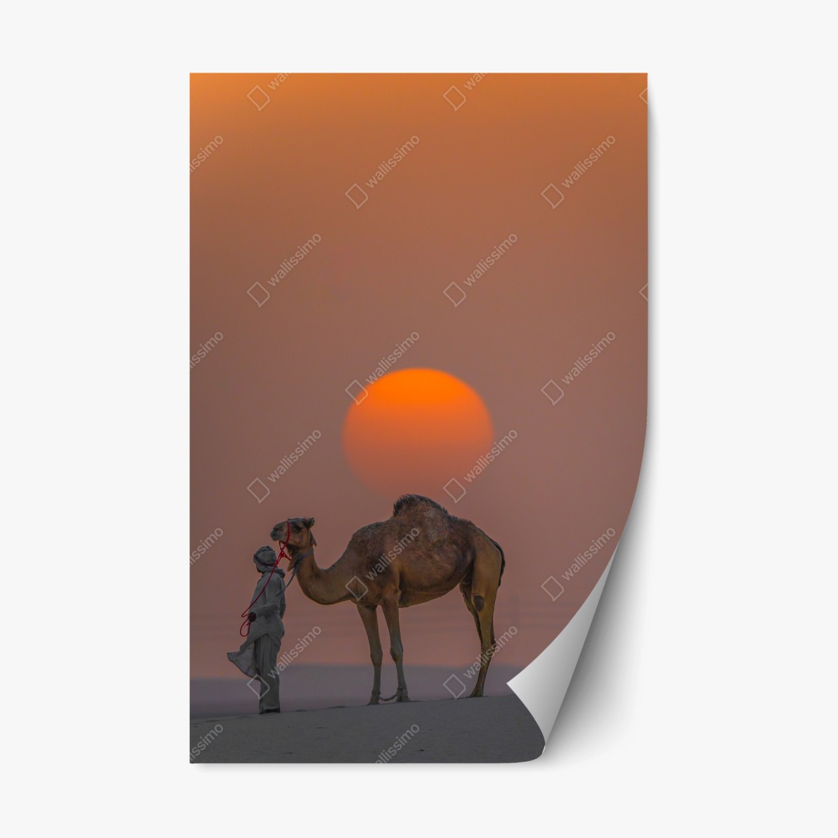 Repositionable sticker desert sunset with camel silhouette • Wallissimo®