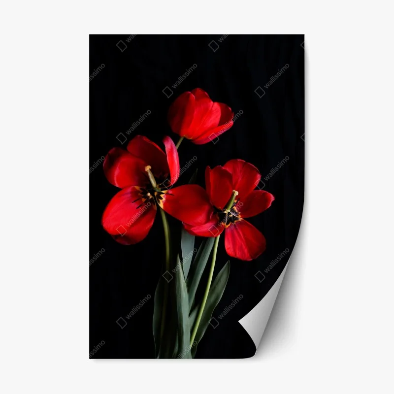 Repositionable sticker three red tulips on black