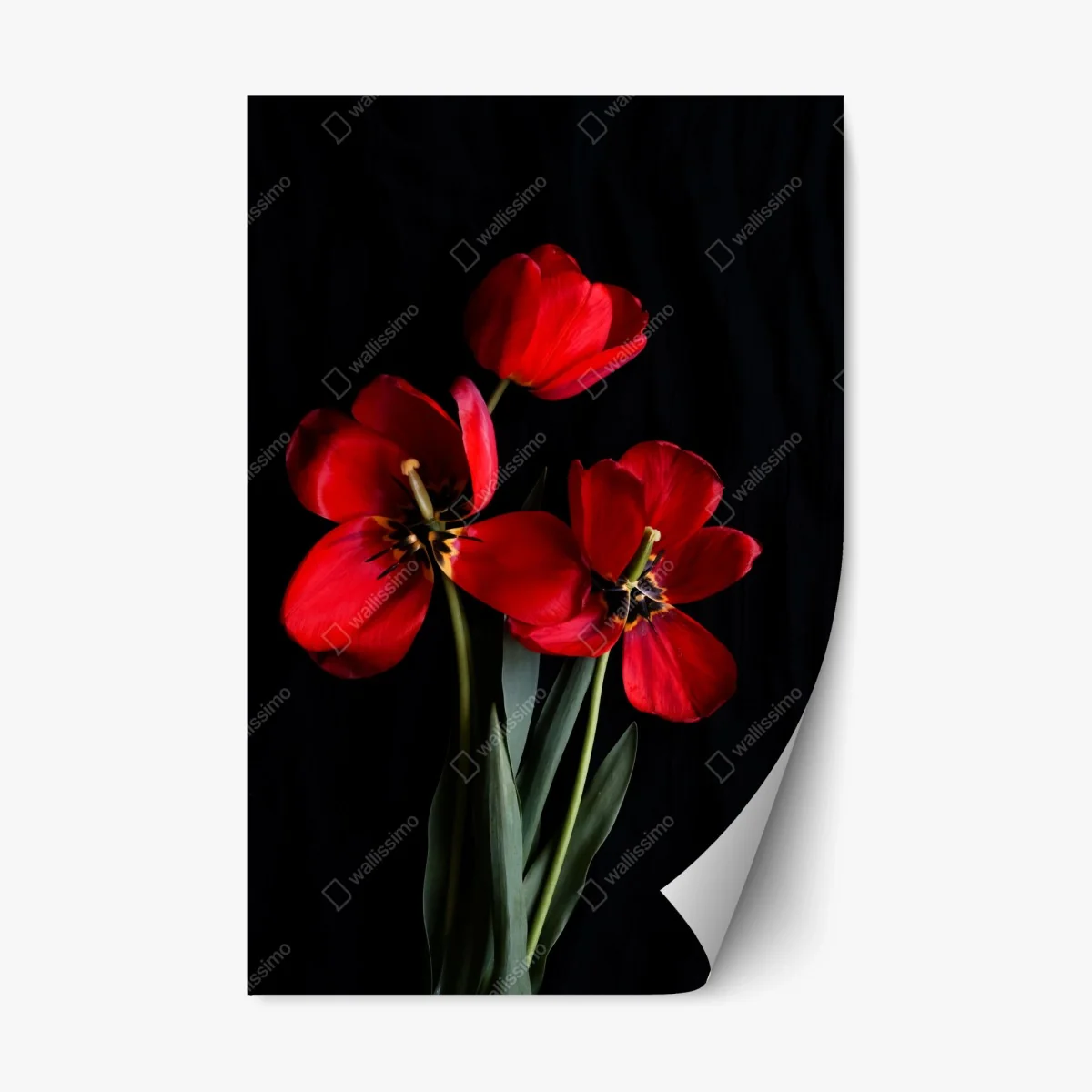 Repositionable sticker three red tulips on black • Wallissimo® Repositionable sticker three red tulips on black • Wallissimo®