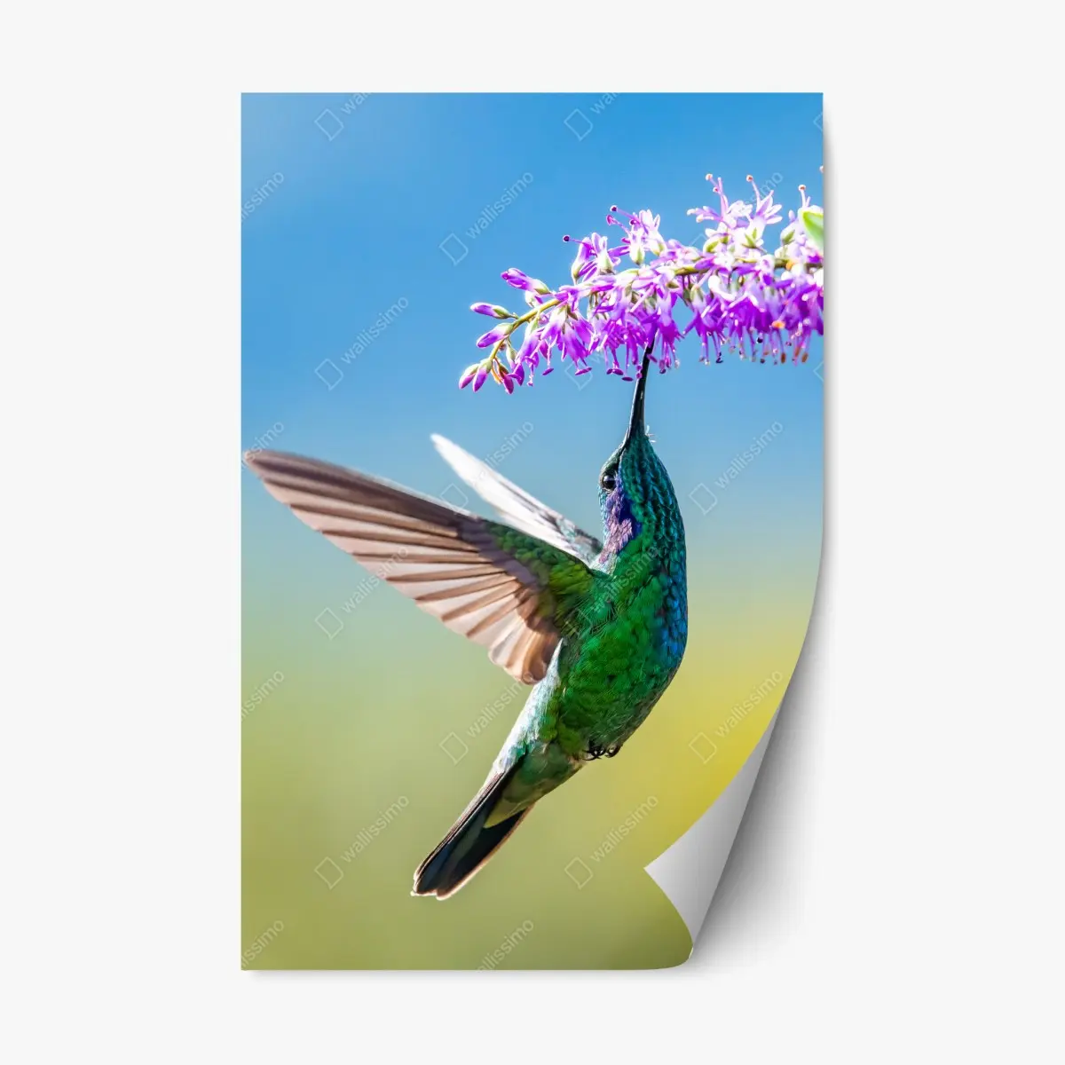 Repositionable sticker vibrant hummingbird and purple blossom • Wallissimo® Repositionable sticker vibrant hummingbird and purple blossom • Wallissimo®