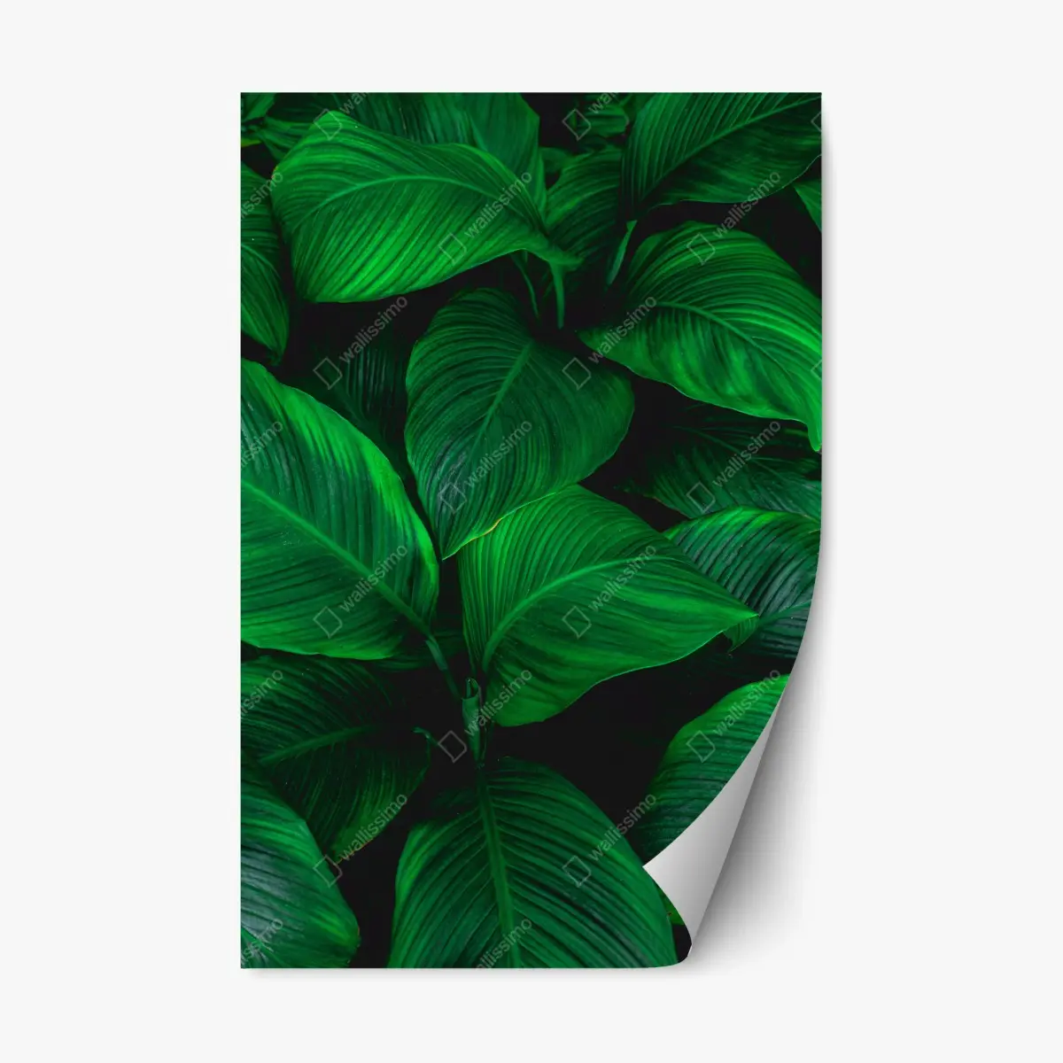 Repositionable sticker lush tropical leaves wall art • Wallissimo® Repositionable sticker lush tropical leaves wall art • Wallissimo®
