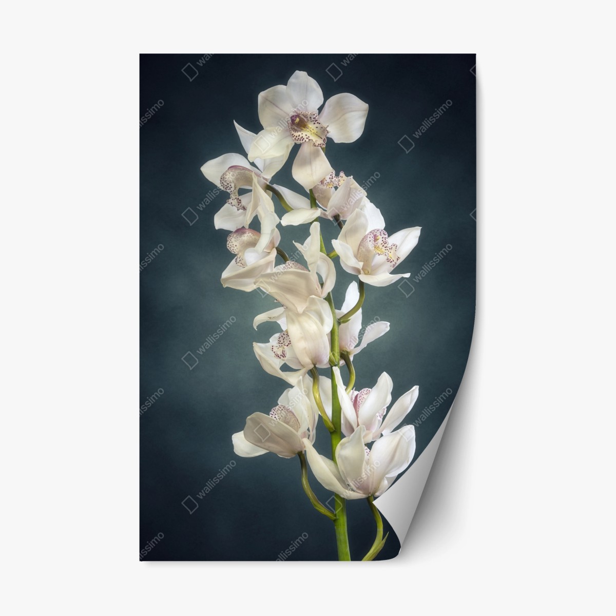 Repositionable sticker delicate white orchids on teal background ⁕ Wallissimo® Repositionable sticker delicate white orchids on teal background ⁕ Wallissimo®