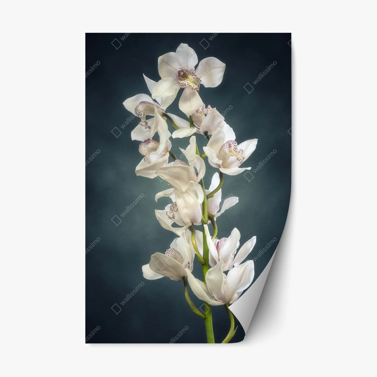 Repositionable sticker delicate white orchids on teal background • Wallissimo® Repositionable sticker delicate white orchids on teal background • Wallissimo®