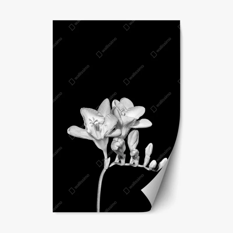 Repositionable sticker elegant monochrome freesia bloom