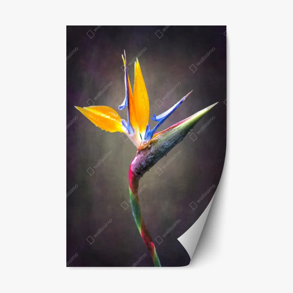 Repositionable sticker strelitzia bloom in vivid color • Wallissimo® Repositionable sticker strelitzia bloom in vivid color • Wallissimo®