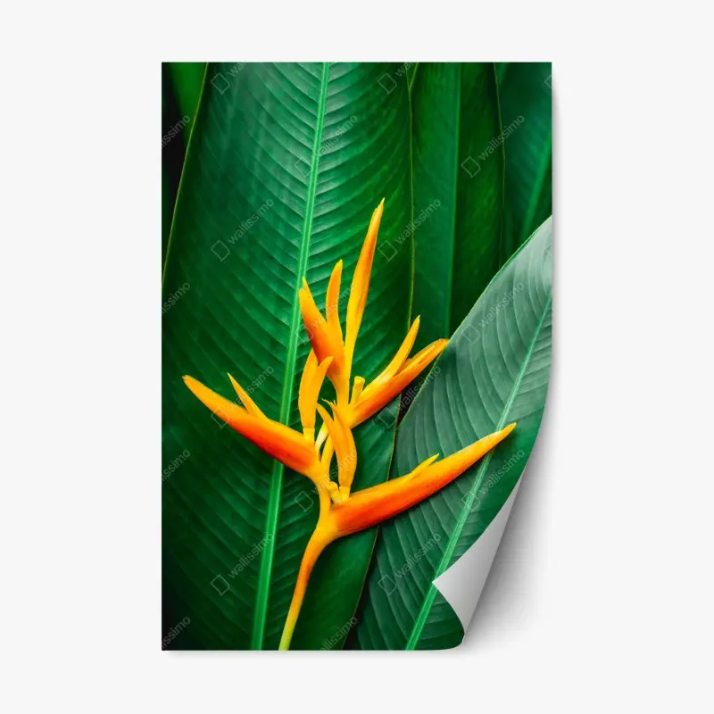 Repositionable sticker sunset over rugged coastal cliffs • Wallissimo®