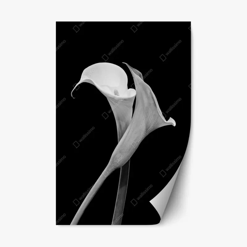 Repositionable sticker elegant calla lilies in monochrome