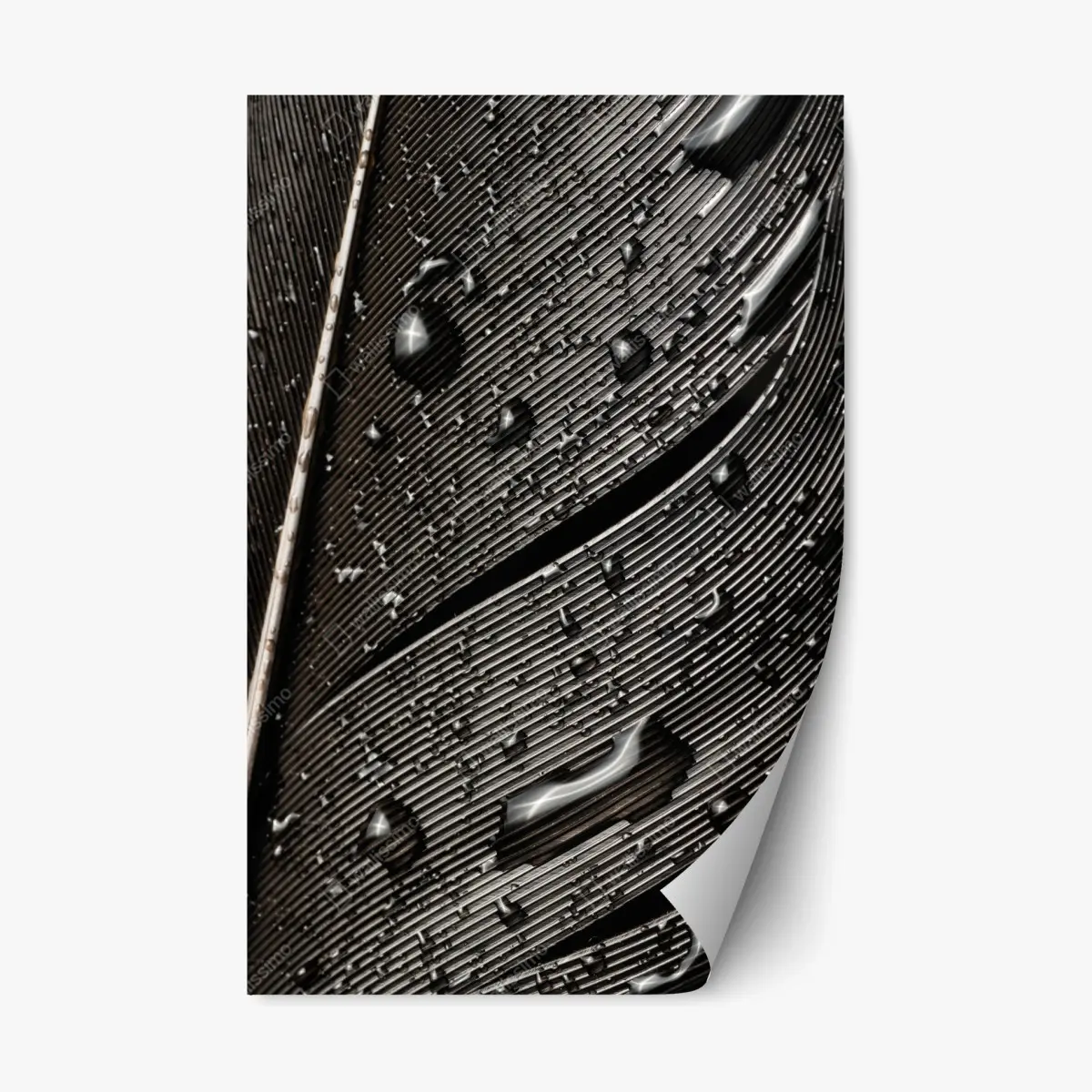 Repositionable sticker monochrome feather with water droplets • Wallissimo® Repositionable sticker monochrome feather with water droplets • Wallissimo®