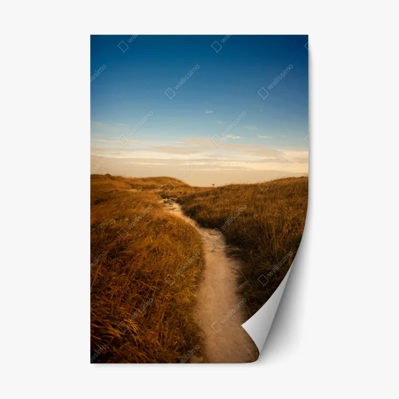 Repositionable sticker sunlit dune path to the coast