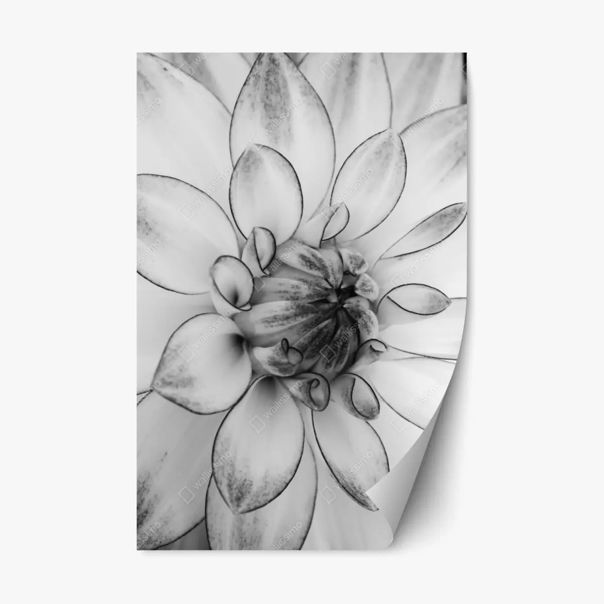 Repositionable sticker monochrome dahlia close-up • Wallissimo® Repositionable sticker monochrome dahlia close-up • Wallissimo®