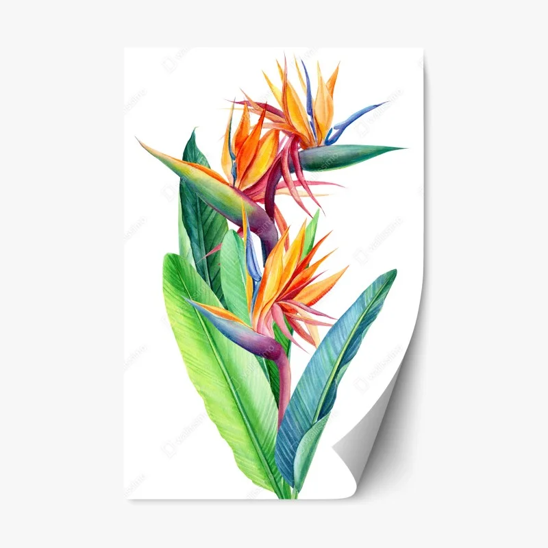 Repositionable sticker vibrant bird of paradise botanical watercolor