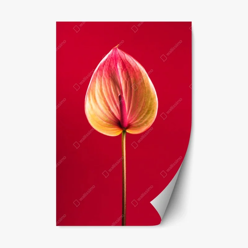 Repositionable sticker elegant anthurium on red background