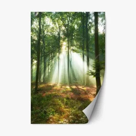 Repositionable sticker morning light in the forest • Wallissimo®