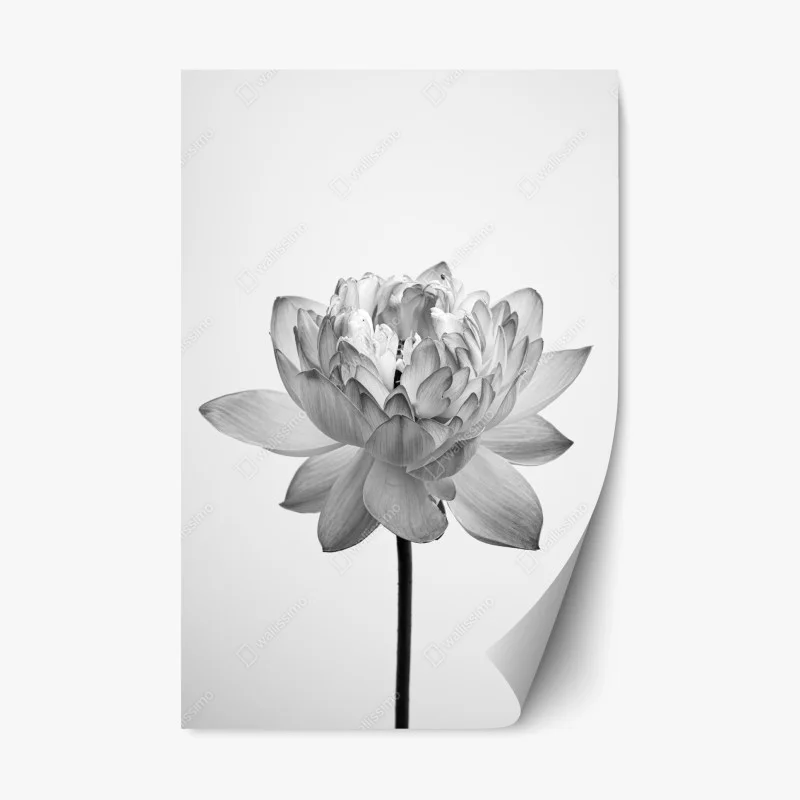 Repositionable sticker serene lotus in grayscale