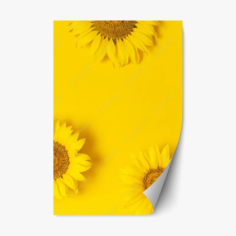Repositionable sticker sunflower trio on yellow background