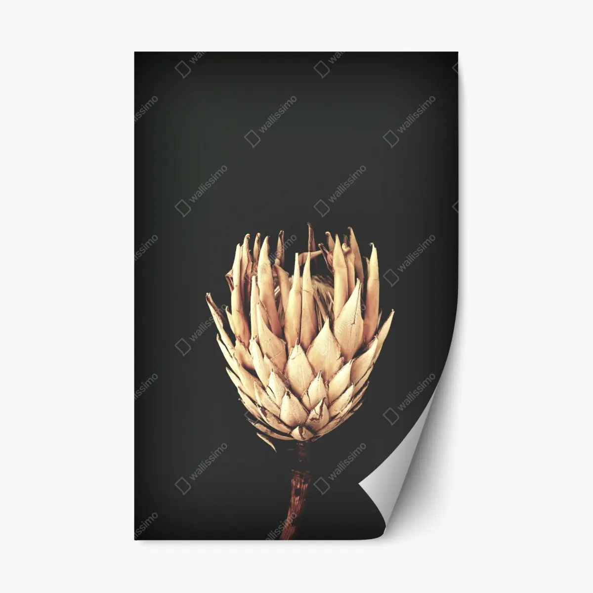 Repositionable sticker vintage protea bloom in sepia • Wallissimo® Repositionable sticker vintage protea bloom in sepia • Wallissimo®