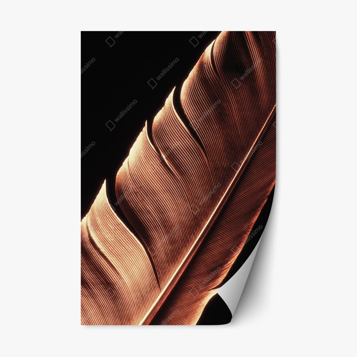 Repositionable sticker golden feather macro on black • Wallissimo® Repositionable sticker golden feather macro on black • Wallissimo®