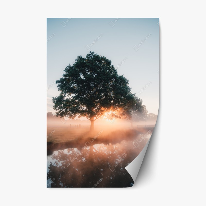 Repositionable sticker misty sunrise by the oak tree