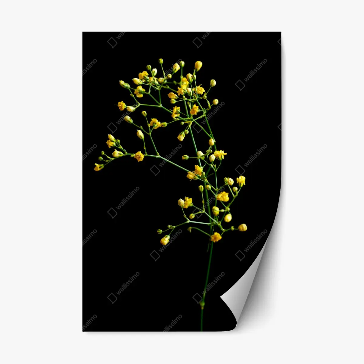 Repositionable sticker delicate yellow gypsophila on black • Wallissimo® Repositionable sticker delicate yellow gypsophila on black • Wallissimo®
