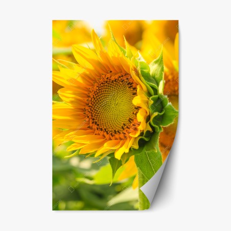 Repositionable sticker sunflower bloom close-up • Wallissimo®