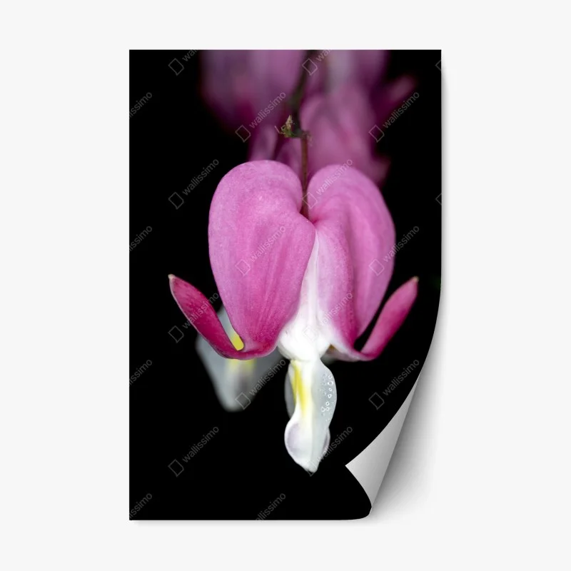 Repositionable sticker delicate pink bleeding heart close-up