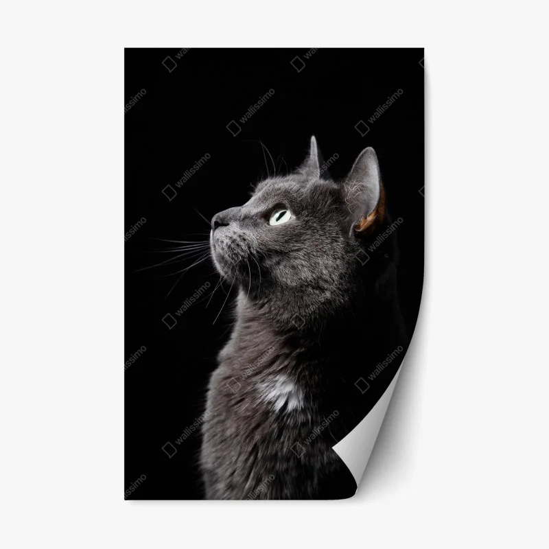 Repositionable sticker elegant gray cat portrait