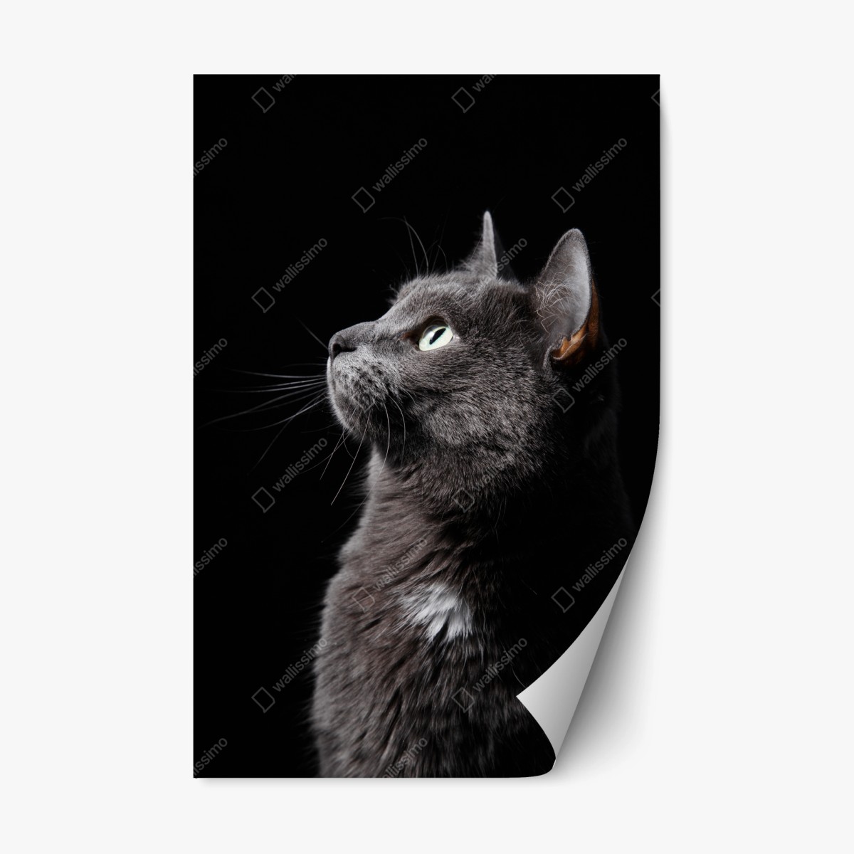 Repositionable sticker elegant gray cat portrait • Wallissimo® Repositionable sticker elegant gray cat portrait • Wallissimo®
