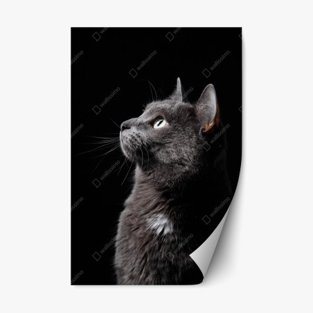 Repositionable sticker elegant gray cat portrait • Wallissimo®