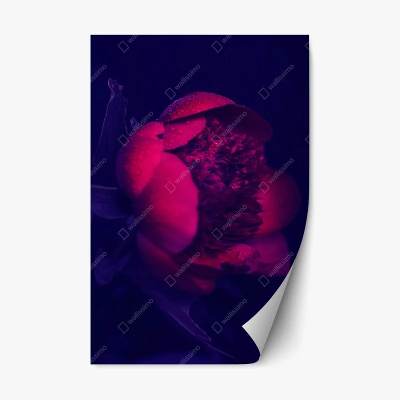 Repositionable sticker moody pink peony close-up