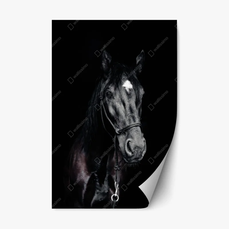 Repositionable sticker majestic horse portrait