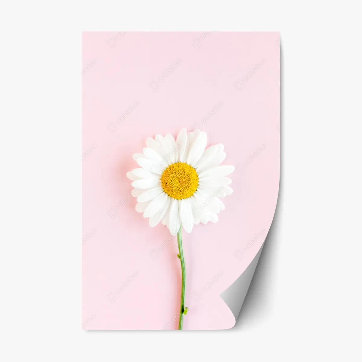Repositionable sticker white daisy on pastel pink background • Wallissimo® Repositionable sticker white daisy on pastel pink background • Wallissimo®
