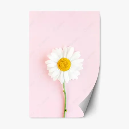 Repositionable sticker white daisy on pastel pink background • Wallissimo®