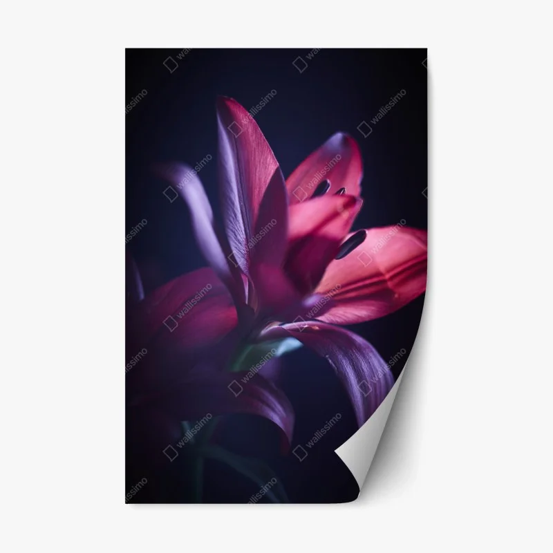 Repositionable sticker crimson lily close-up ⁕ Wallissimo®