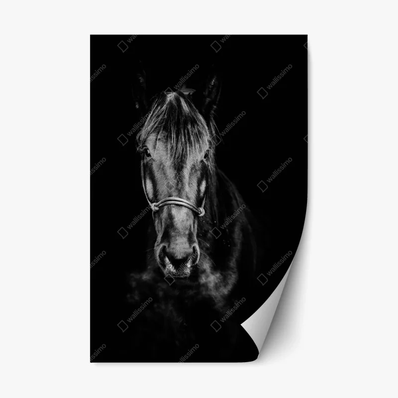 Repositionable sticker dramatic horse portrait in monochrome