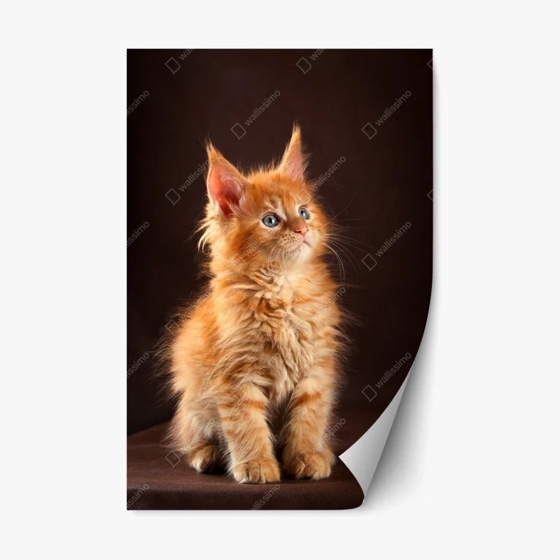 Repositionable sticker curious ginger kitten portrait