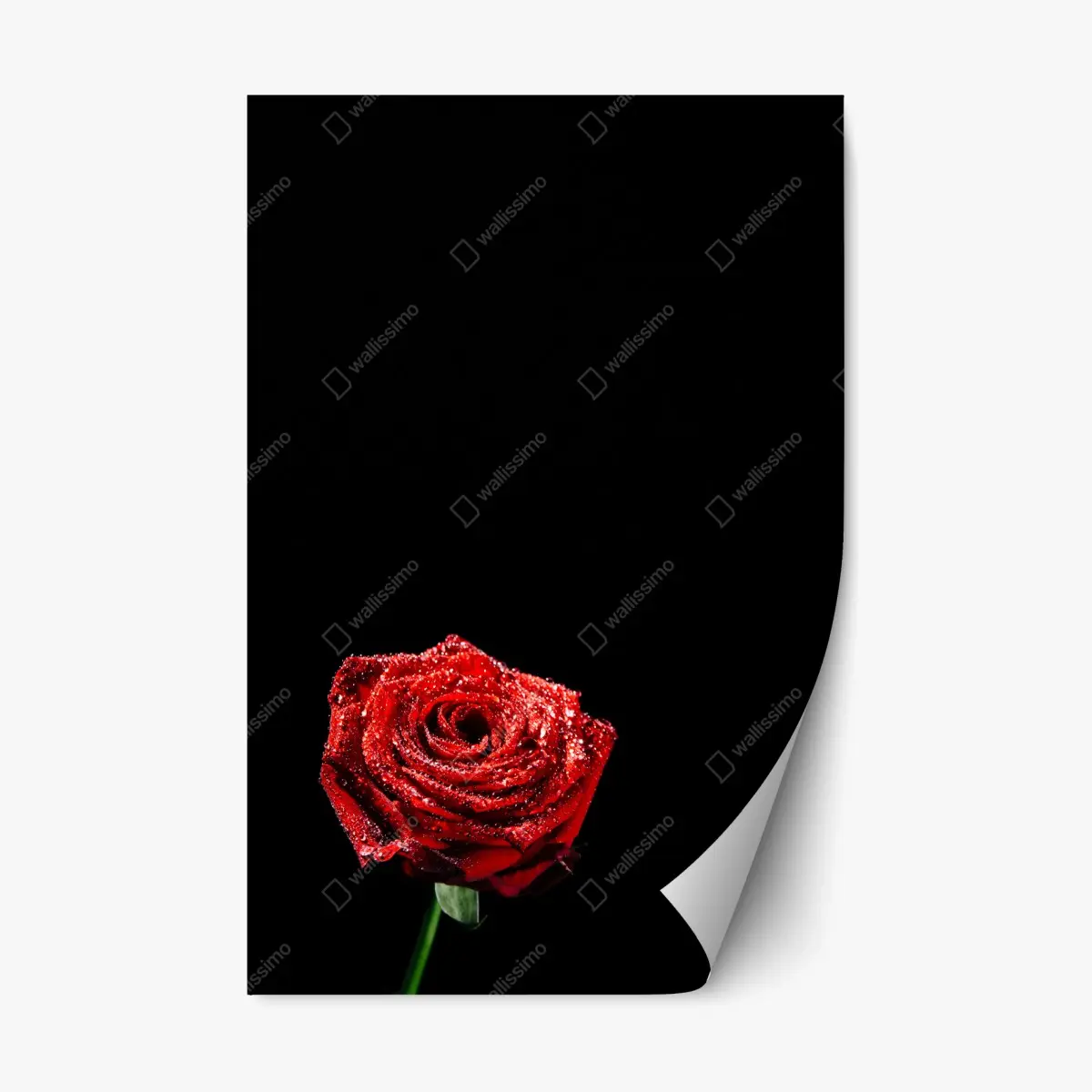 Repositionable sticker red rose with dewdrops on black • Wallissimo® Repositionable sticker red rose with dewdrops on black • Wallissimo®