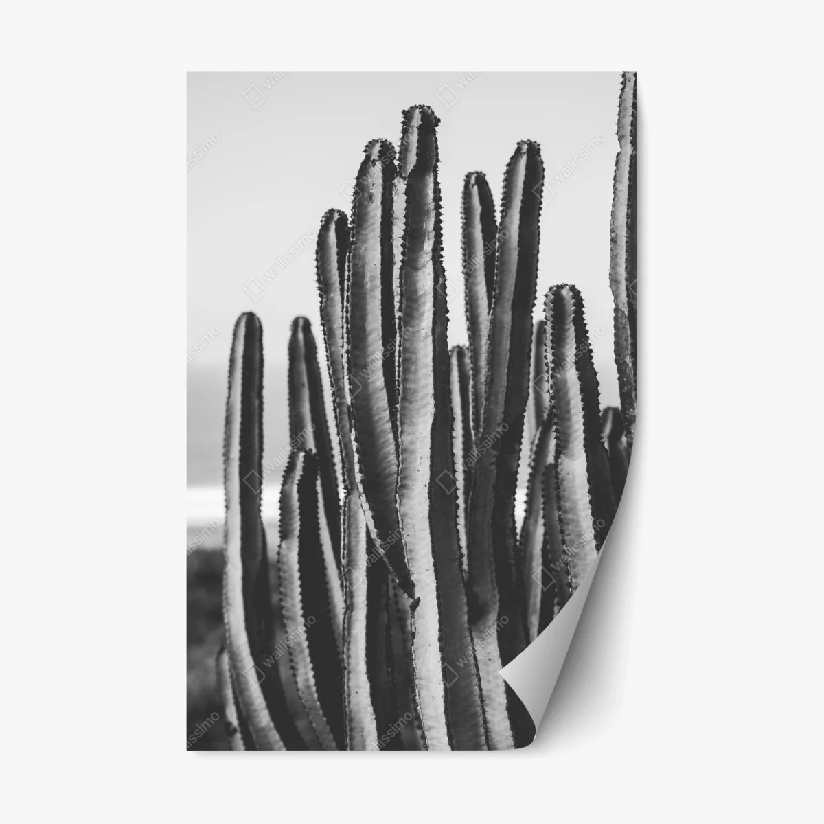Repositionable sticker monochrome cactus close-up • Wallissimo® Repositionable sticker monochrome cactus close-up • Wallissimo®