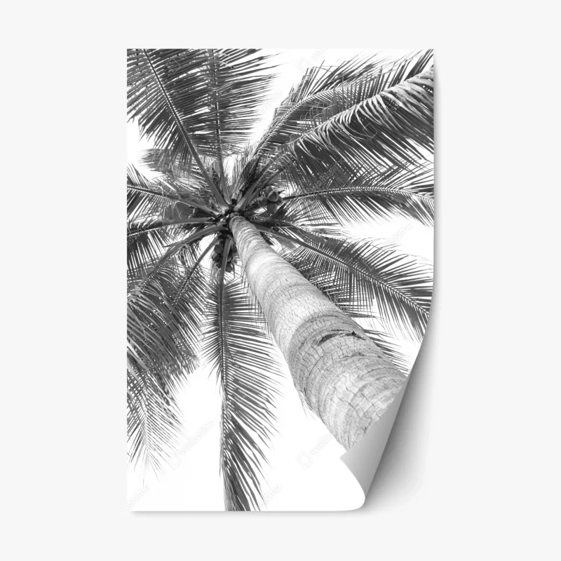 Repositionable sticker monochrome palm tree from below