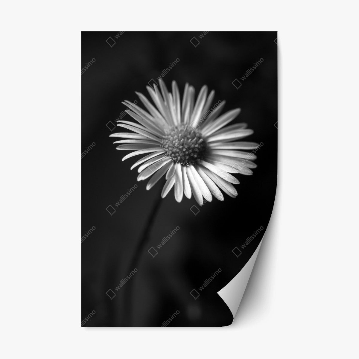 Repositionable sticker monochrome daisy close-up • Wallissimo® Repositionable sticker monochrome daisy close-up • Wallissimo®