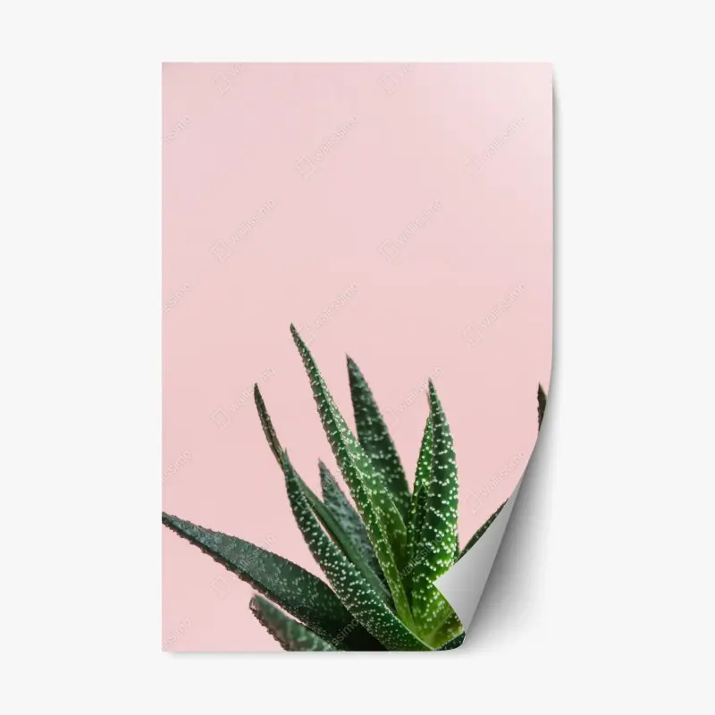Repositionable sticker green aloe on pink background