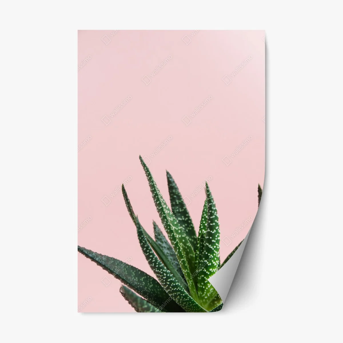 Repositionable sticker green aloe on pink background • Wallissimo® Repositionable sticker green aloe on pink background • Wallissimo®